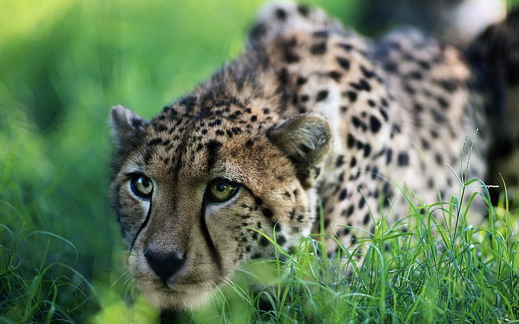 vuxen leopard, gepard, stor katt, gräs, sitta, jaga, HD tapet