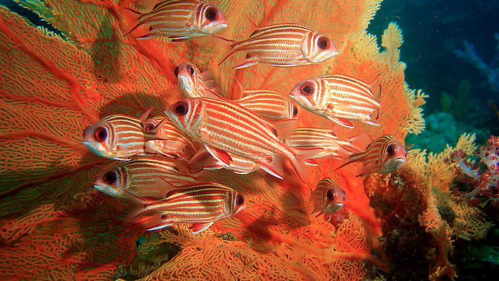 shoal of red-and-white pet fisjh, Coral hind, corals, underwater, HD wallpaper