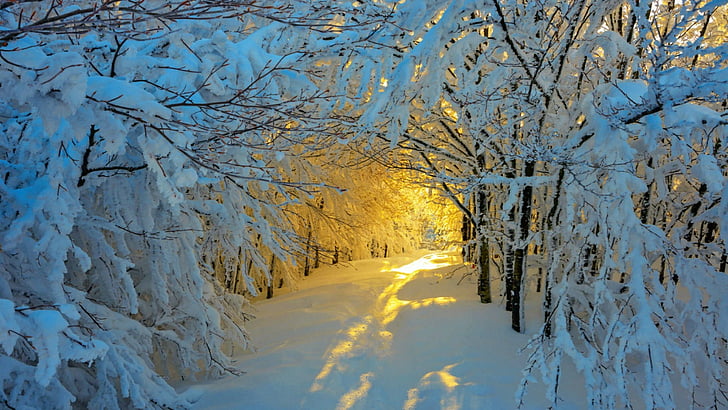 musim dingin, salju, alam, fotografi alam, cabang, pohon, langit, cahaya, sinar matahari, fotografi, daerah berhutan, jalur, hutan, lanskap, Wallpaper HD