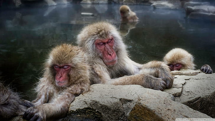 Sleeping Snow Monkeys In Japan, 4 brown monkeys, sleeping, winter, hot springs, monkeys, animals, HD wallpaper