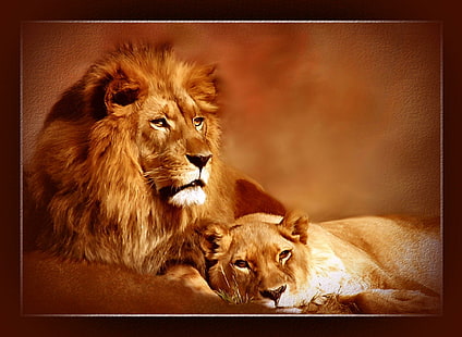 Лео Лъвица, абстрактно, лъвове, животни, животни, HD тапет HD wallpaper