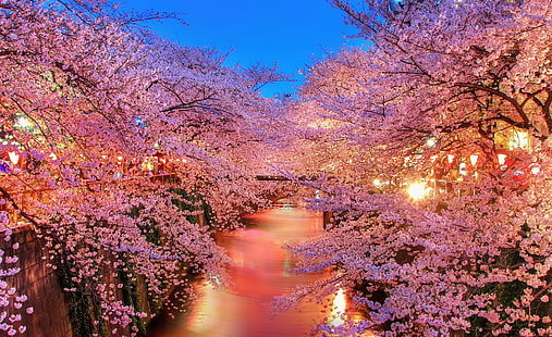 Estações sonho, flores cereja, estações, primavera, sonho, HD papel de parede HD wallpaper