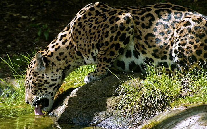 Leopard Drinking HD, jaguar, animals, leopard, drinking, HD wallpaper