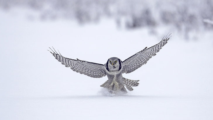 snowy owl, winter, snow, animal, bird, flight, Falcon, 1920x1080, HD wallpaper