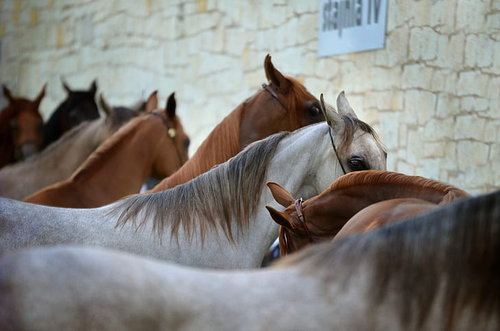 Animal, Horse, Arabian Horse, HD wallpaper