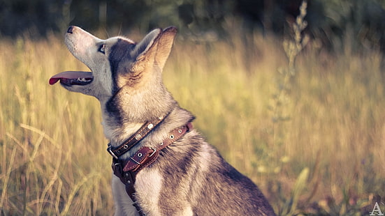 erwachsener Siberian Husky, Tiere, Hund, HD-Hintergrundbild HD wallpaper
