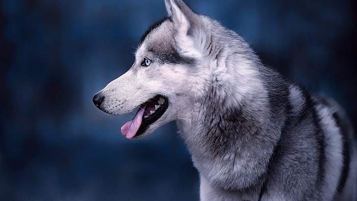 husky, husky siberiano, raça de cão, cão de trenó, HD papel de parede