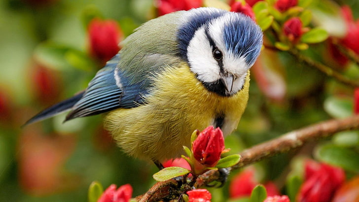 peluche uccello nero e giallo, uccelli, fiori, Sfondo HD