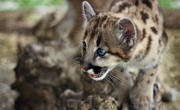 Cute Cougar Cub, коричневая кошка, животные, дикие, пумы, милые, HD обои