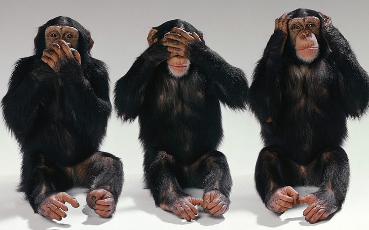 trzy mądre małpy clip art, oczy, usta, małpa, uszy, trzy, szympansy, Tapety HD