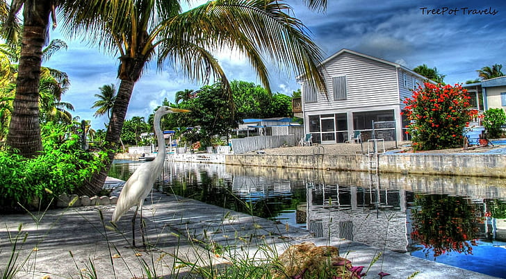 les Florida Keys, key-west, oiseau, floride, autres, Fond d'écran HD