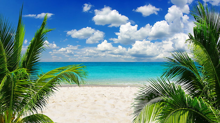calm body of water and two green coconut trees, sand, sea, beach, the sky, the sun, tropics, palm trees, the ocean, shore, summer, sunshine, sky, ocean, coast, blue, paradise, vacation, tropical, palm, emerald, HD wallpaper