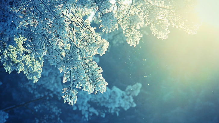 зеленое лиственное дерево, белое листовое дерево, природа, аниме, снег, зима, холодная, солнечный свет, мирный, мороз, деревья, растения, лед, голубой, синий, HD обои