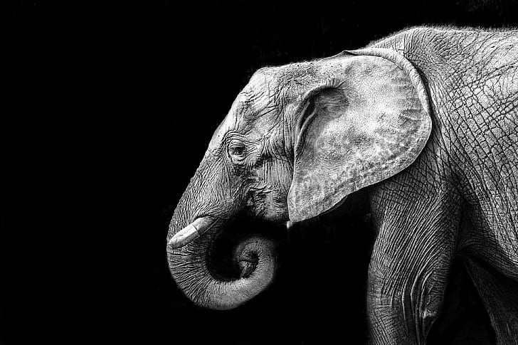 elephant in close-up photography, elephant, Elephant  elephant, close-up photography, animaux, flÃ, che, zoo, explore, gear, me  my, premium, bronze, silver, gold, platinum, diamond, Recreation, Classic, elephant, animal, mammal, wildlife, nature, large, animal Trunk, HD wallpaper