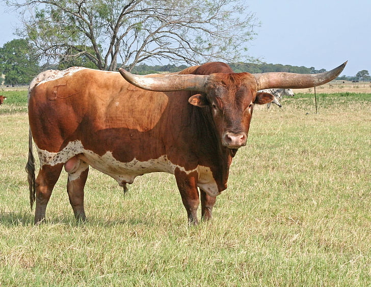 longhorn cattle, HD wallpaper