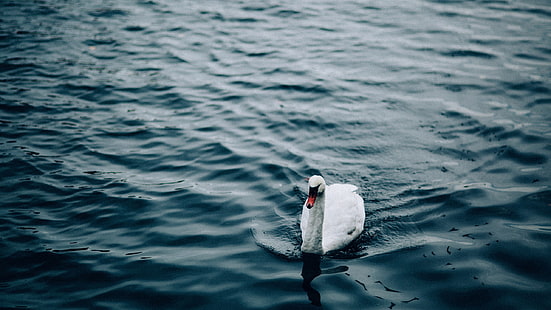 white swan, swan, pond, water, 鹅, animals, HD wallpaper HD wallpaper
