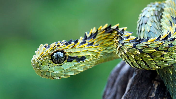 Schlangentiere Natur haarige Buschotter Makro Vipern, HD-Hintergrundbild