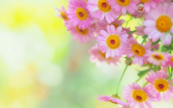 분홍색과 노란색 꽃잎 꽃, 꽃, 꽃잎, 배경, 흐림, HD 배경 화면