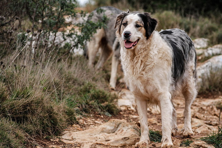 Dogs, Australian Shepherd, HD wallpaper