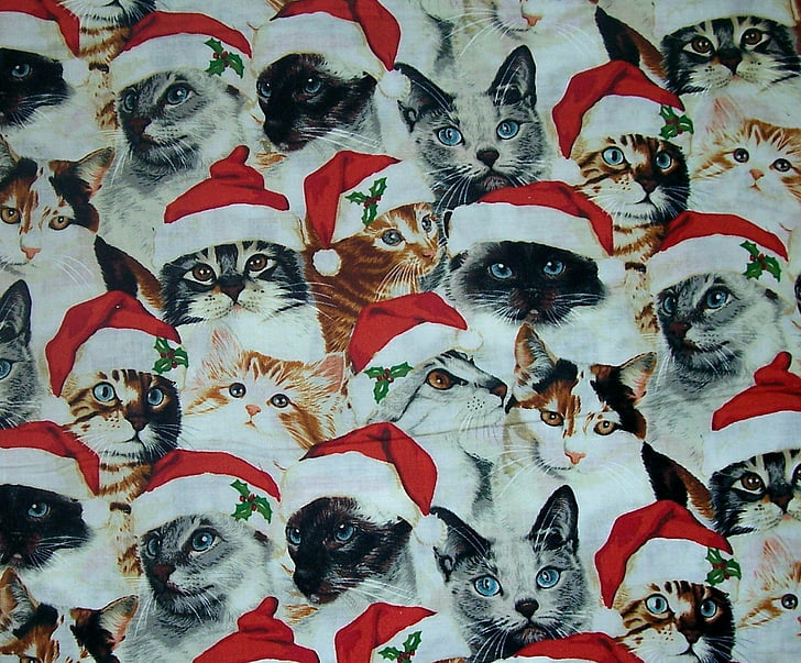 休日、クリスマス、猫、サンタ帽子、 HDデスクトップの壁紙