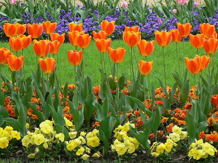 orange tulip flower, tulips, flowers, flowerbed, lawn, grass, HD wallpaper