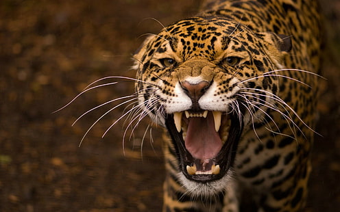 Leopard, Tiere, Leopard (Tier), HD-Hintergrundbild HD wallpaper