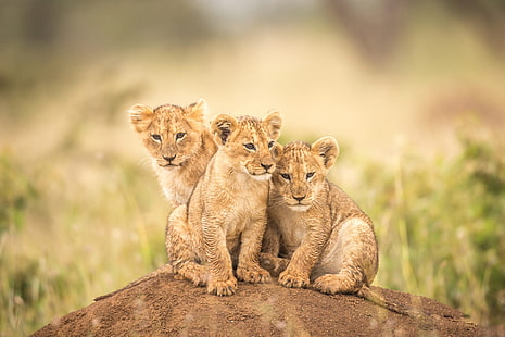 Cats, Lion, Baby Animal, Cub, Wildlife, HD wallpaper HD wallpaper