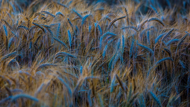 синий и коричневый газ, природа, растения, пшеница, HD обои