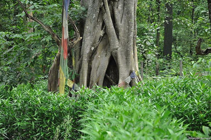 دارما سانغا بوديتري ، غابة ، شجرة ، نيبال ، تأمل ، ثلاثي الأبعاد وتجريدي، خلفية HD