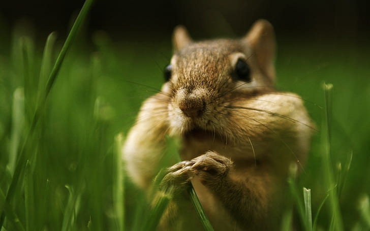 Écureuil dans l'herbe, écureuil, herbe, Fond d'écran HD