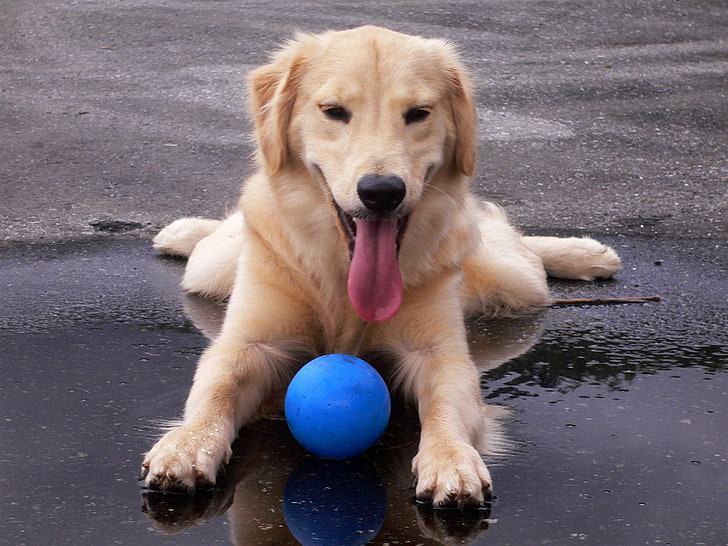 ball dog Juno and ball Animals Dogs HD Art , water, dog, ball, tongue, Golden Retriever, HD wallpaper