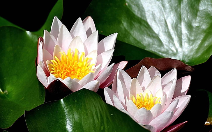 fond de photographie de fleur de nénuphar-fleur, deux fleurs de lotus roses, Fond d'écran HD