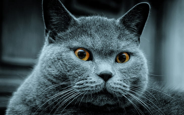Amazing Russian Blue Cat, russian blue cat, red eyes, sweet, HD wallpaper