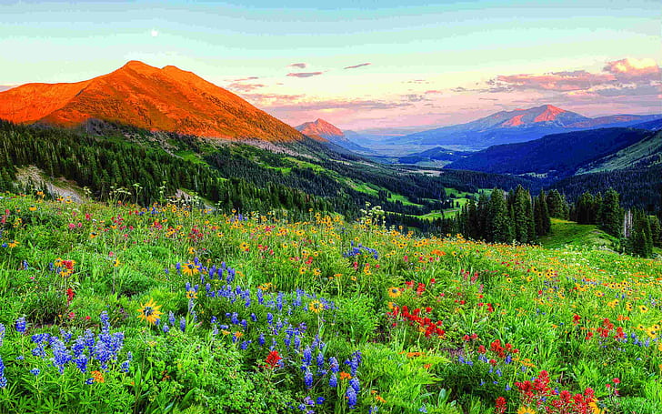 Crested Butte Colorado Wild Spring Flowers Landscape Desktop Wallpaper Hd 2560 × 1600, HD тапет