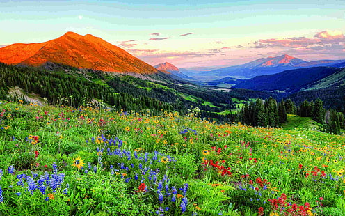 Хохлатая жопа Колорадо Дикие весенние цветы Пейзаж Обои для рабочего стола HD 2560 × 1600, HD обои HD wallpaper
