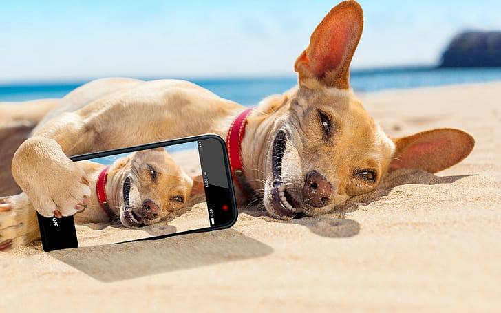 Chihuahua leżąca na piasku, podpalany, krótkowłosy szczeniak i czarny smartfon z Androidem, słońce, plaża, uśmiech, humor, zdjęcie, opalanie się, relaks, morze, Chihuahua leżący na piasku, sprytny, Tapety HD