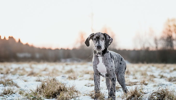 Anjing, Great Dane, Depth Of Field, Dog, Pet, Puppy, Wallpaper HD
