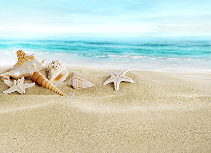 lot de coquillages, sable, mer, plage, coquille, coquillages, Fond d'écran HD HD wallpaper