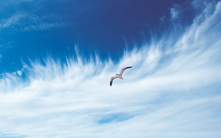 небо, птица, полет, свободный, облака, чайка, белое облако и белая и черная птица, небо, птица, полет, облака, чайка, HD обои