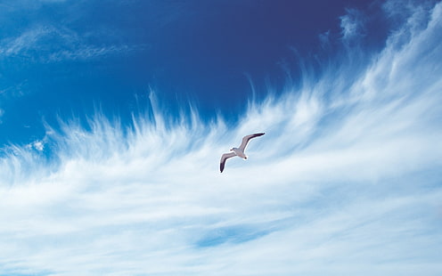 Himmel, Vogel, fliegen, frei, Wolken, Möwe, weiße Wolke und weißer und schwarzer Vogel, Himmel, Vogel, fliegen, Wolken, Möwe, HD-Hintergrundbild HD wallpaper