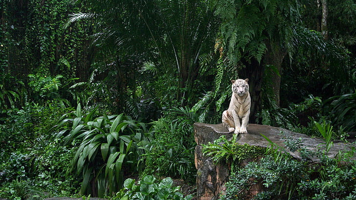 The White Tiger, tiger, siberian-tiger, white-tiger, the-white-tiger, bengal-tiger, HD wallpaper