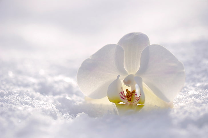 neve, bianco, 4K, fiore, inverno, orchidea, Sfondo HD
