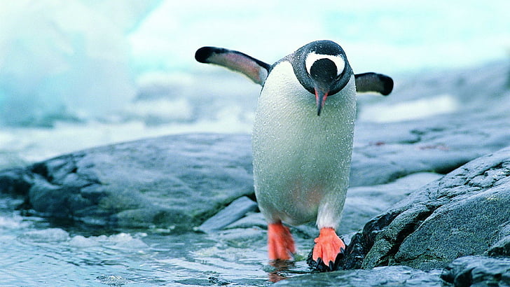 penguin, cute, bird, flightless bird, water, beak, seabird, rock, step, HD wallpaper