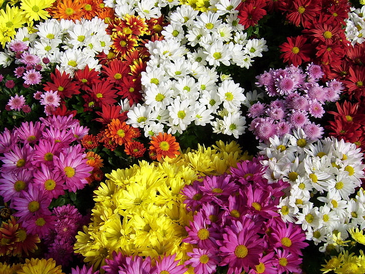 fleurs de gebera de couleurs assorties, chrysanthème, fleurs, nombreuses, différentes, lumineuses, Fond d'écran HD