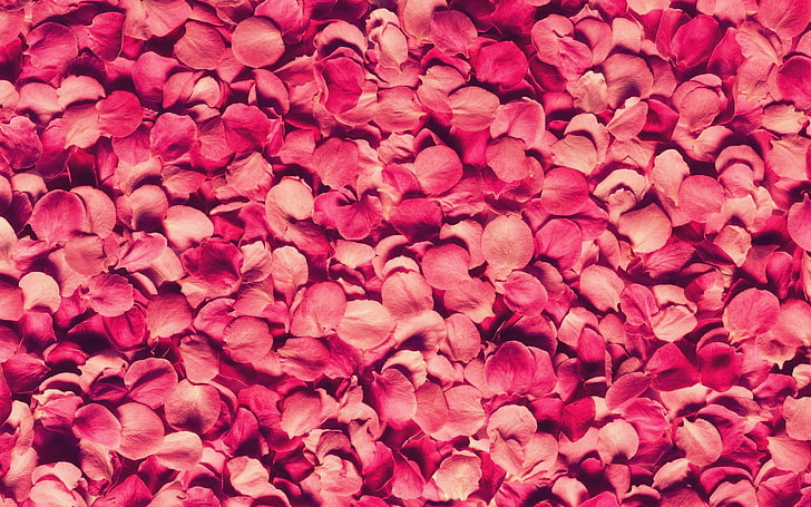 pétalos de flores rojas, pétalos, rosa, rojo, textura, Fondo de pantalla HD
