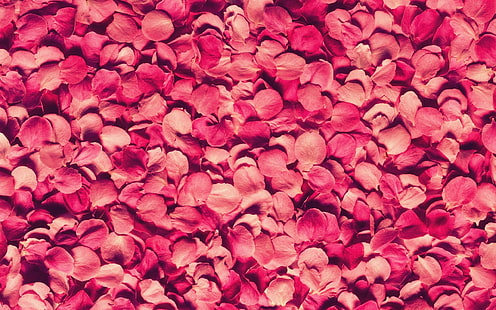 petali di fiori rossi, petali, rosa, rosso, tessitura, Sfondo HD HD wallpaper