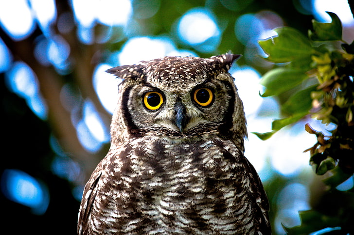 gray and brown owl, owl, yellow, eyes, close-up, HD wallpaper
