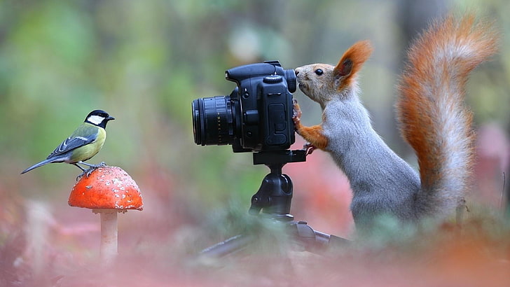 drôle, écureuil, oiseau, photo, champignon, animaux, Fond d'écran HD