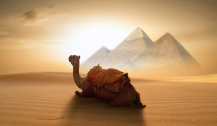 brown camel sitting on desert wallpaper, Egypt, pyramid, desert, animals, Nikos Bantouvakis, 500px, camels, HD wallpaper