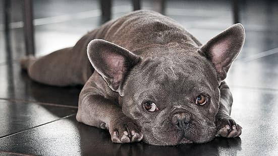 Bulldog francese, razza, la bellezza di esso., Sfondo HD HD wallpaper